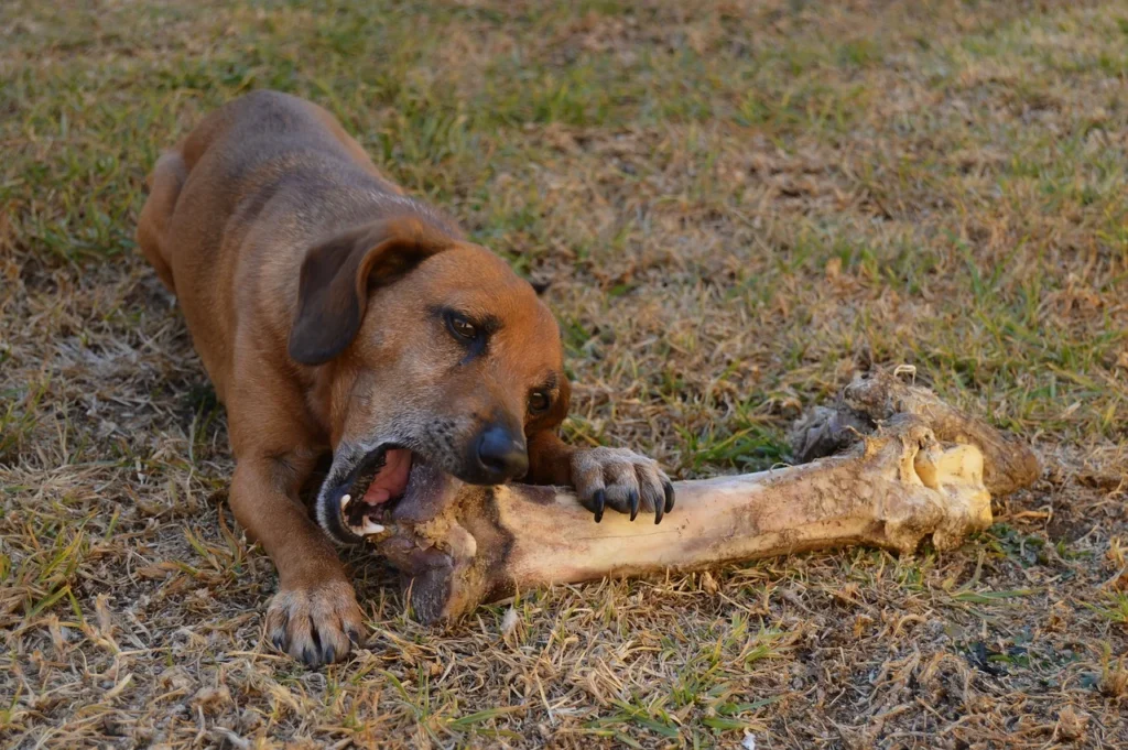 Can Dogs Eat Raw Pork Bones?